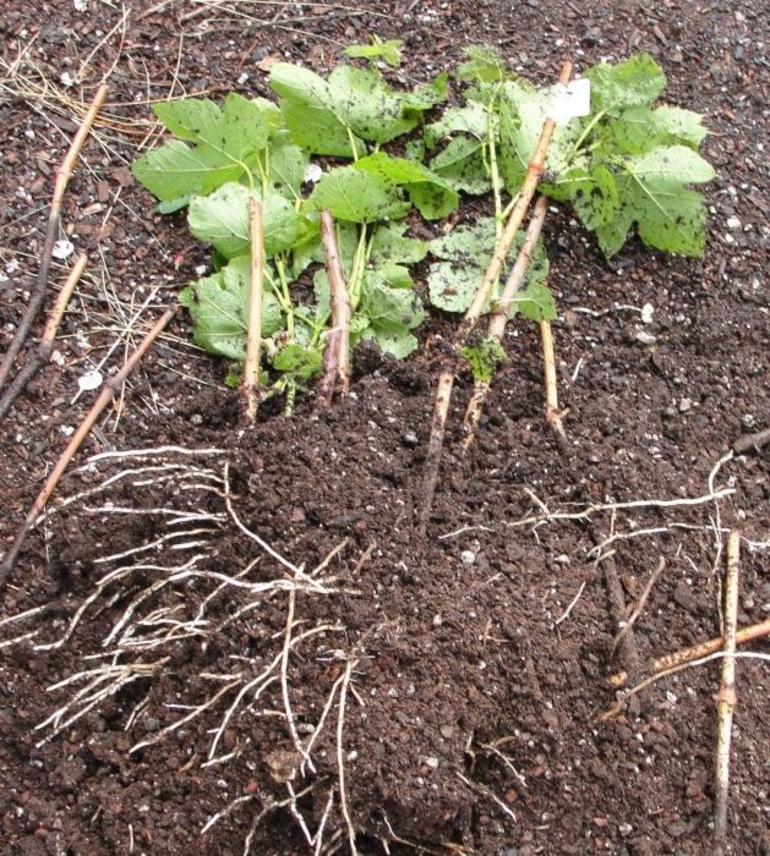 Creating soil for grape cuttings