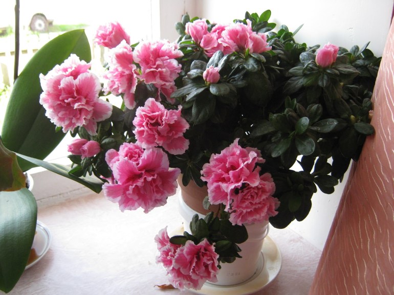 Unpretentious indoor azalea