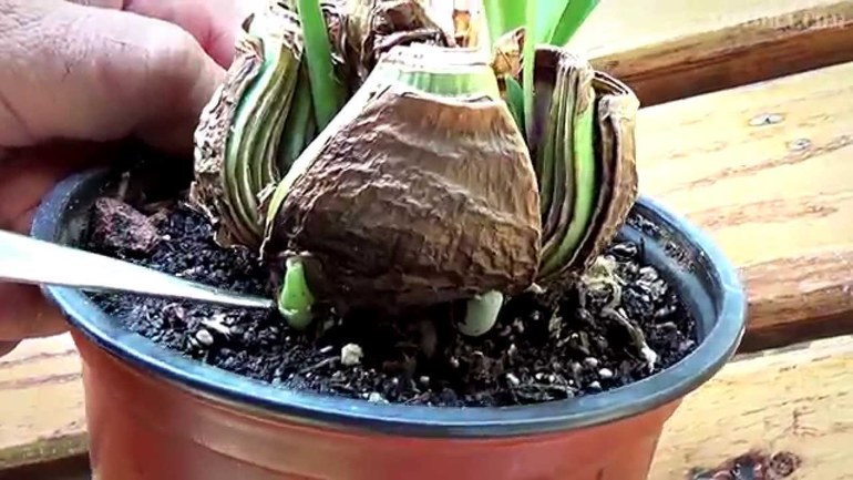 Hippeastrum care rules