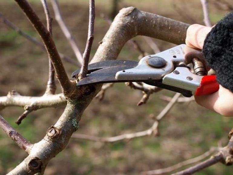Cutting scheme of young plum in autumn