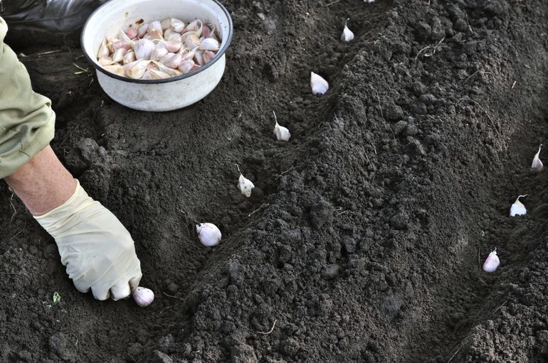 How to prepare the soil before planting garlic