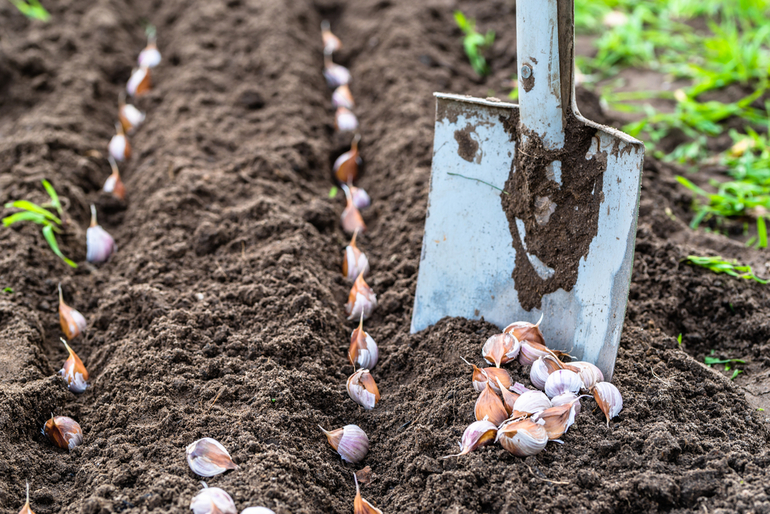 The rules for planting garlic
