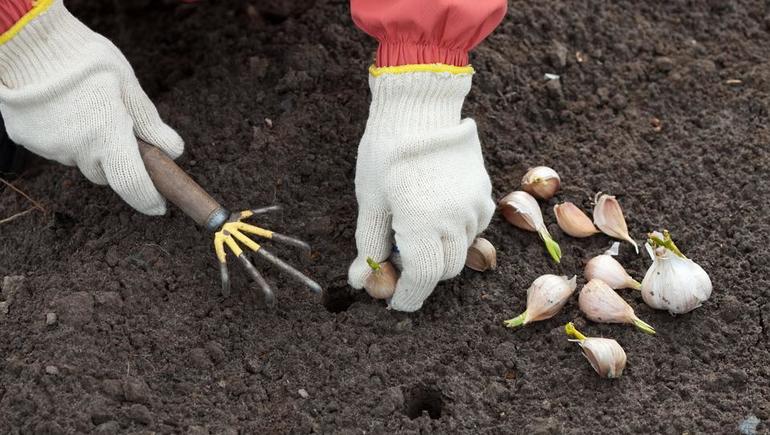 How to plant garlic