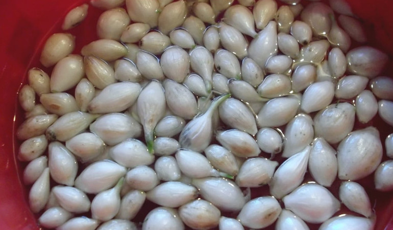 Soaking garlic