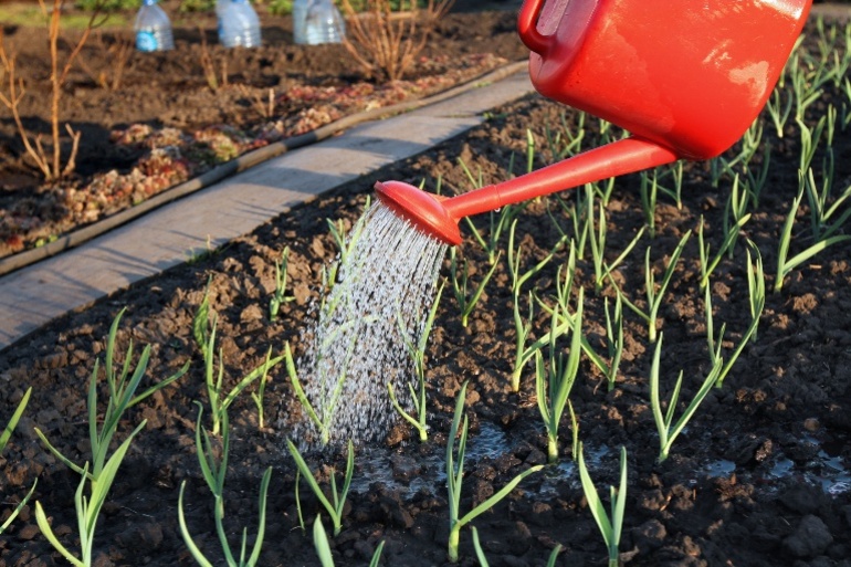Watering garlic
