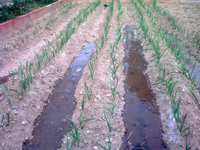 How to care for garlic