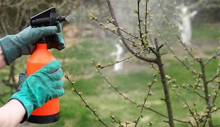 How to treat a garden with vitriol