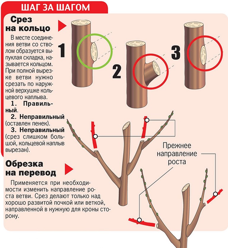 The main purpose of pruning pruning