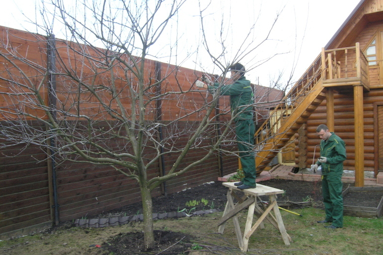 Plum pruning purpose