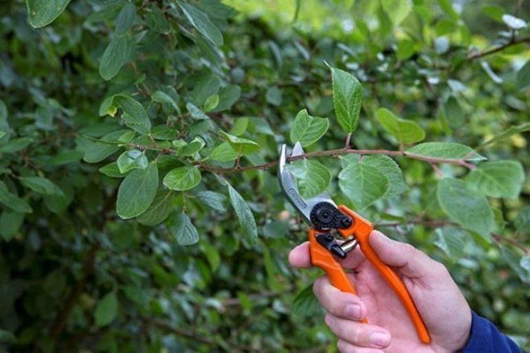 Tips for beginners on prune pruning