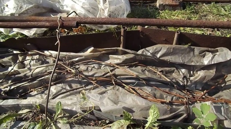 The importance of proper grape planting