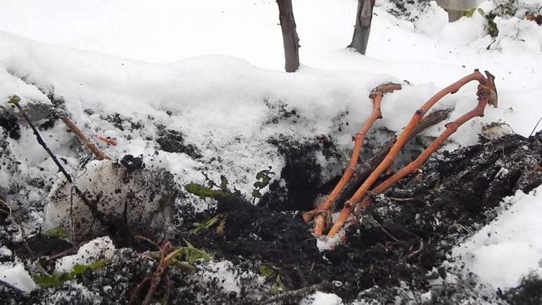 Ways to effectively shelter grapes for the winter in Siberia