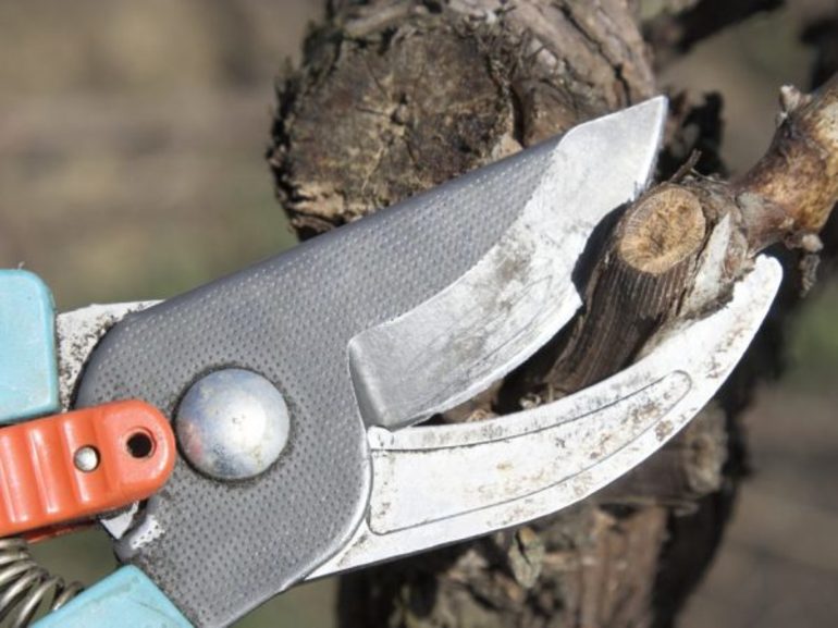 Grape pruning