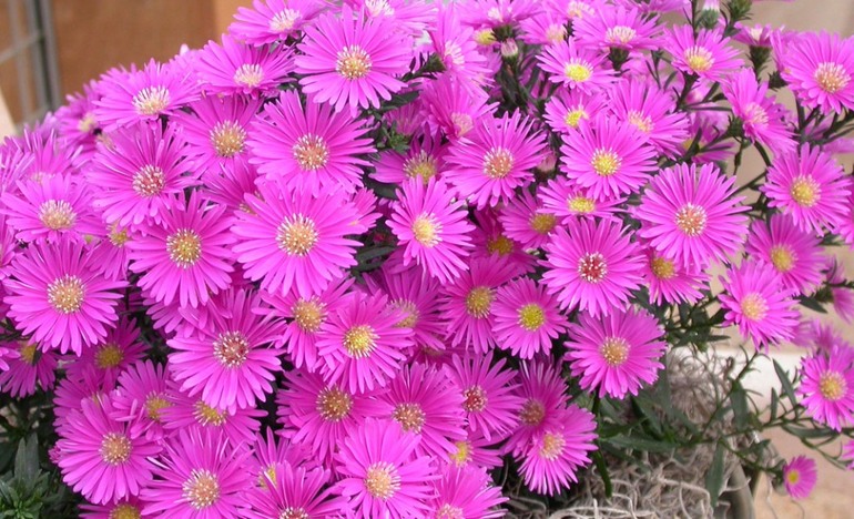 Description of the colors of September