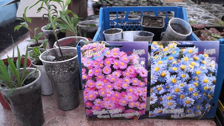 How to plant septemberinki