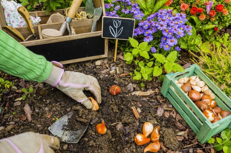 September flowers planting and care