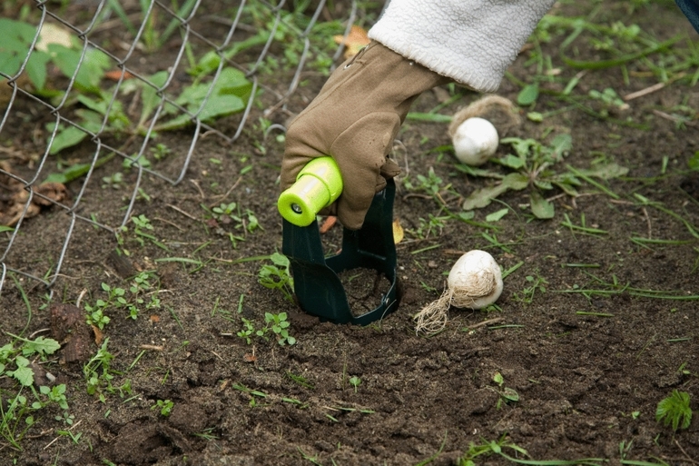 Planting, propagating and caring for the september