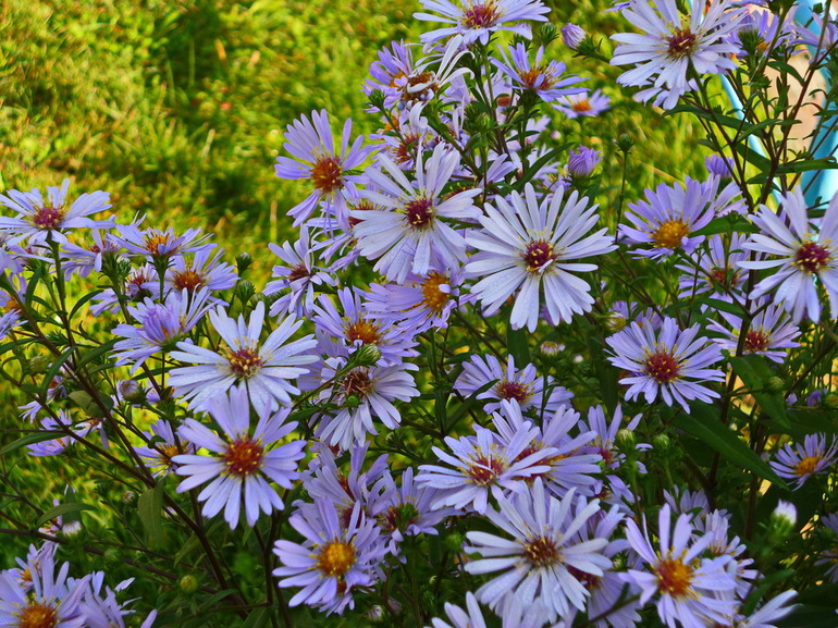 How do septemberinki blossom