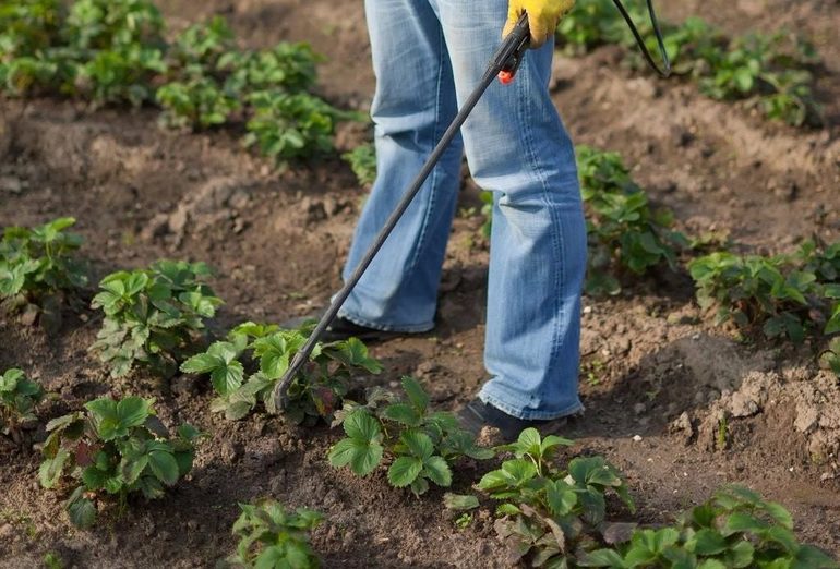 How to plant strawberries