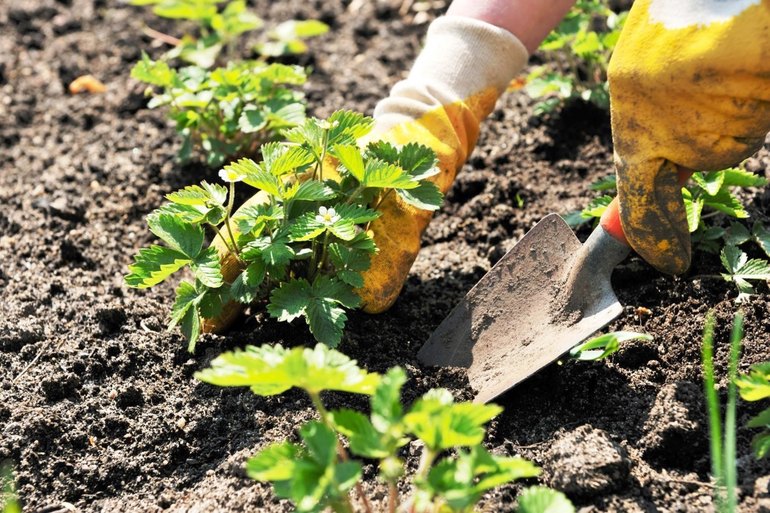 Planting and Strawberry Care