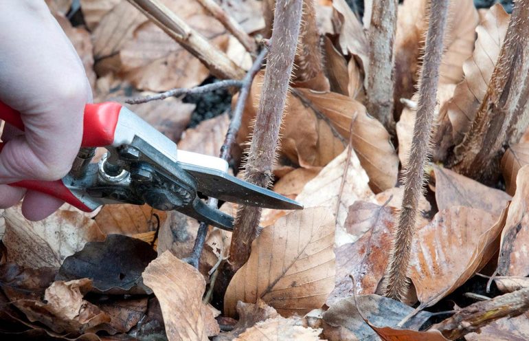 Autumn pruning raspberries