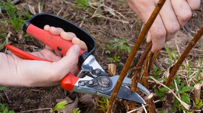 Autumn raspberry pruning for beginners