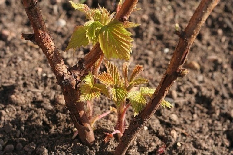Pruning raspberries for the winter