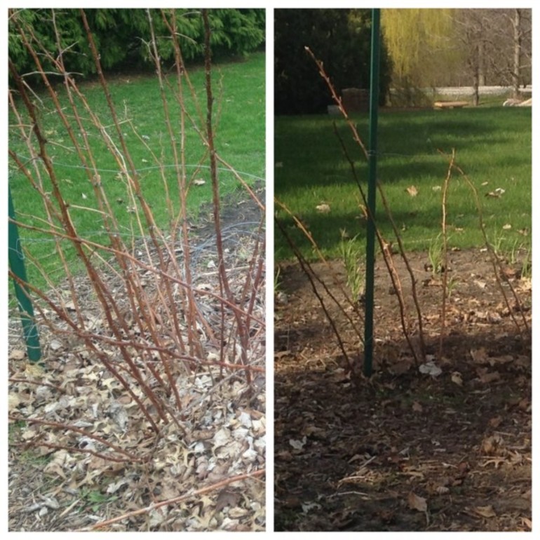  how to prune raspberries in the fall