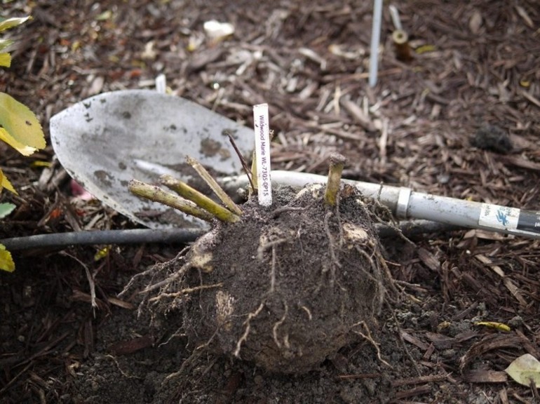 Planting and caring for dahlias