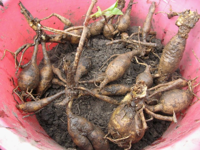 Dahlia Bulbs