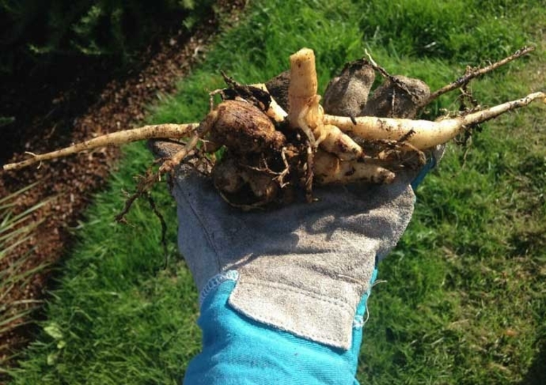 How to store dahlias