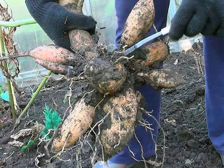 Planting and caring for dahlias