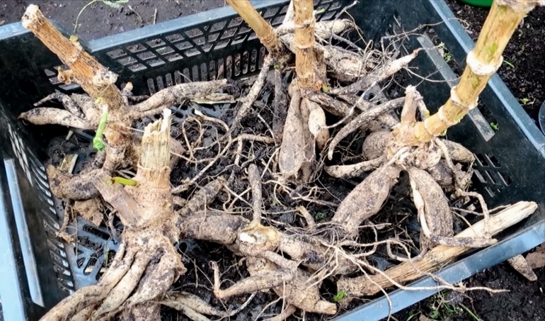 How to choose a time to dig a dahlia