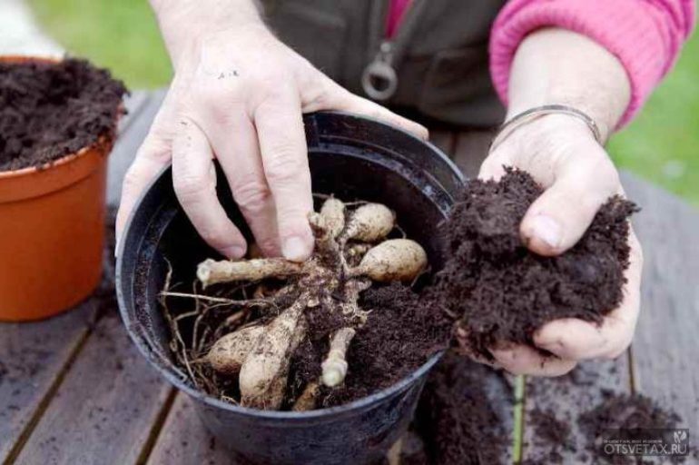 Transplant of dahlias