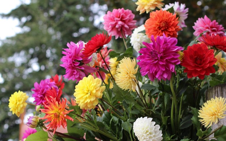 Description of the colors Dahlias