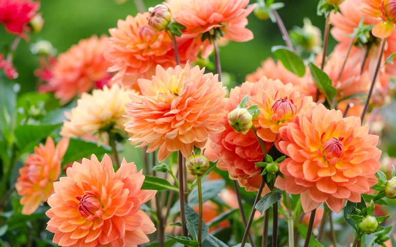 Flowering dahlia