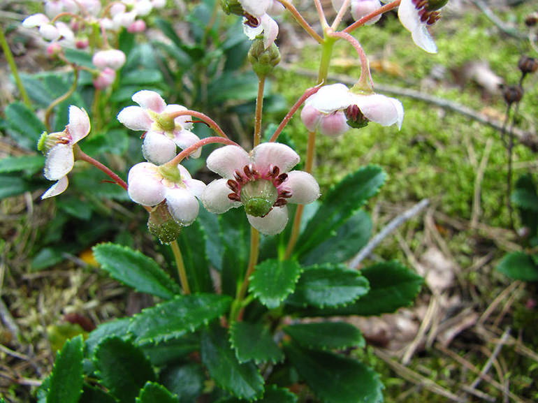 Description of the winterhub herb