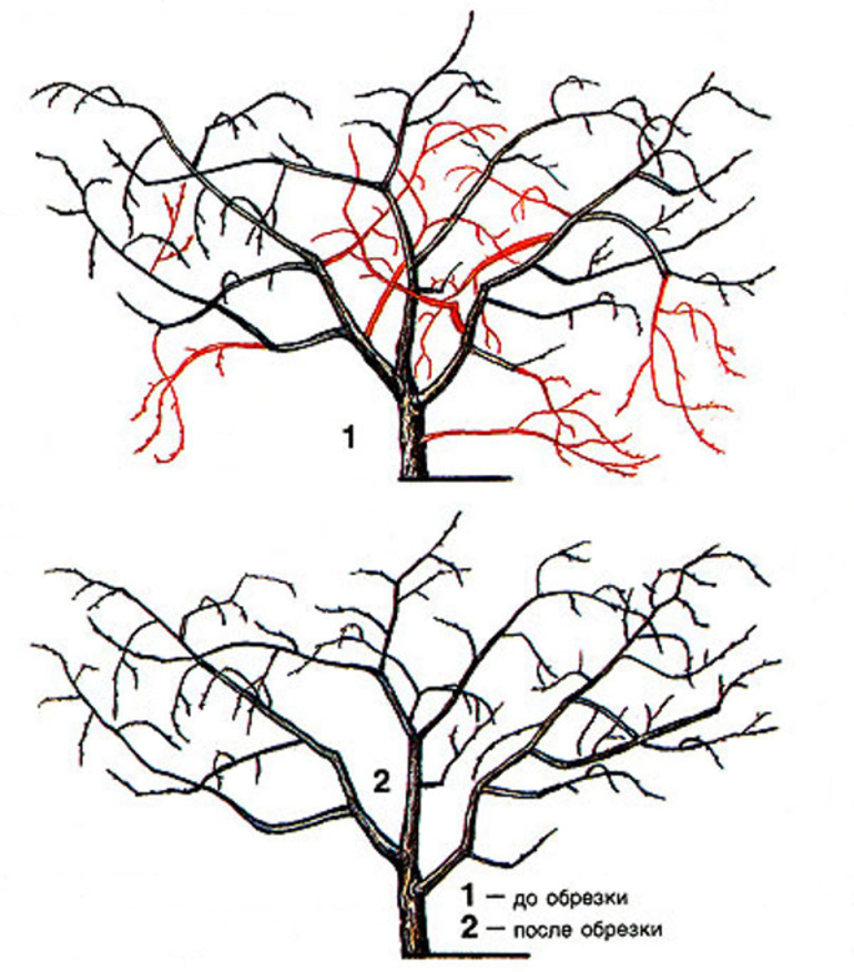 Autumn sweet cherry pruning pattern