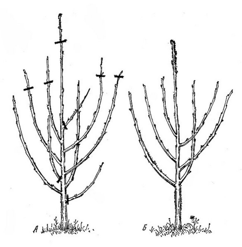 How to form a sweet cherry