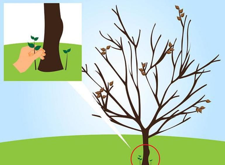 Tree pruning rules