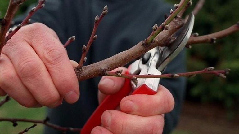 How to choose a time for pruning cherries