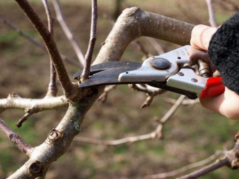 When to cut - in the fall or spring