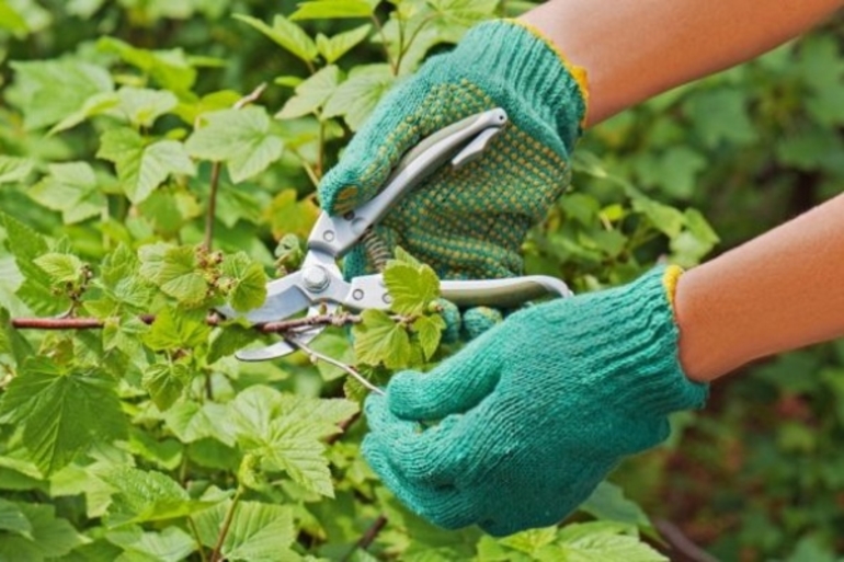 Currant pruning scheme in autumn