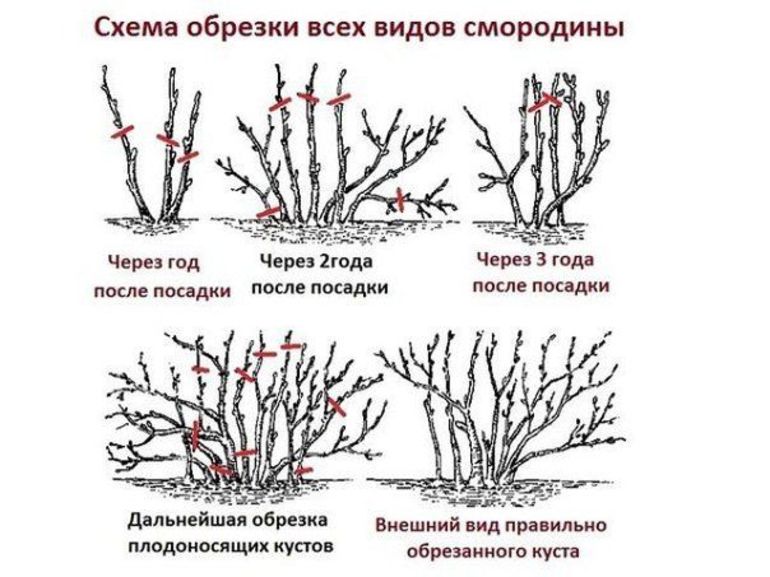 The need for pruning currants