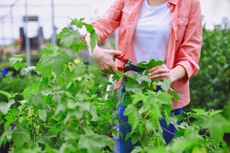 The general scheme of pruning currants