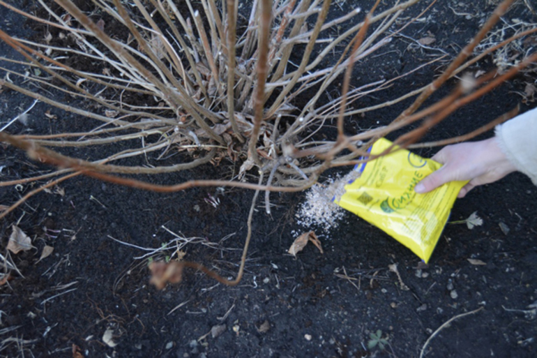 Chrysanthemum pruning