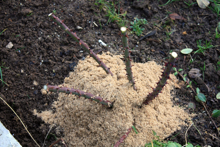  caring for roses for the winter