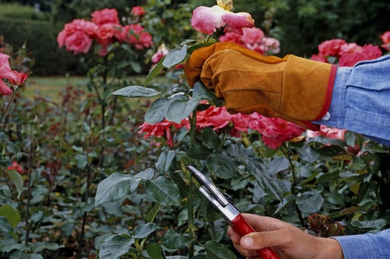  autumn rose care