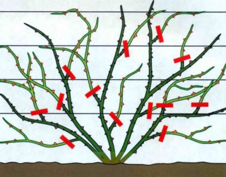 Caring for roses in the fall pruning