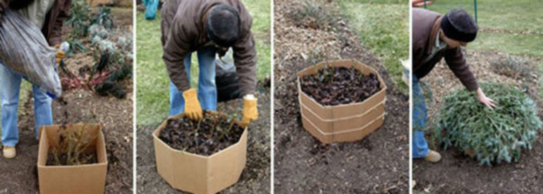 How to care for roses in the fall